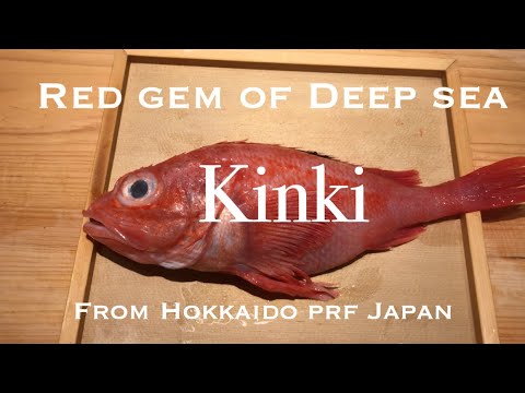 Red jewel of deep sea!![#kinki fish(キンキ)]how to fillet,introducing Japan precious ingredients #sushi