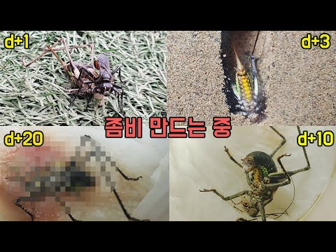 Hunter Bee [Obreader] who kidnaps females and turns them into undead zombies