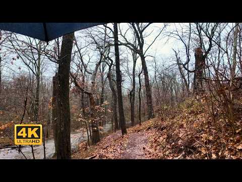 Rainy Forest Trail by the River in 4K for Sleep | Gentle Rain & Birds (No Music)