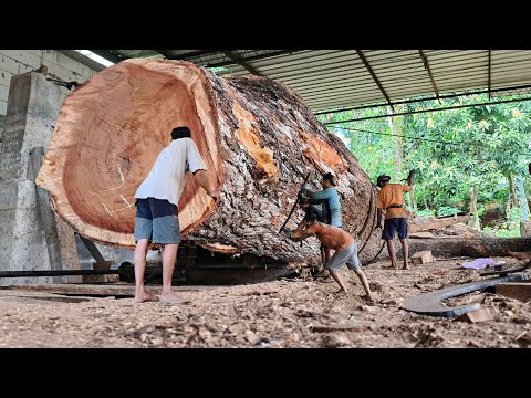 An amazing incident while cutting a large rain tree at a sawmill