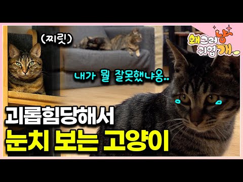 [ENG SUB] Bullied By Three Cats Every Night This Kitten Lives In Fear