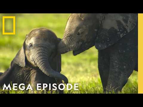 Secrets of Elephants, Octopus, & Penguins | Special MEGA Episode | National Geographic