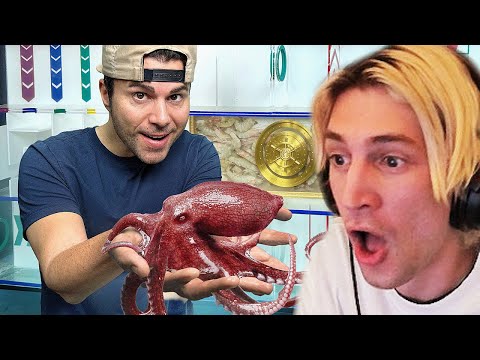Octopus vs Underwater Maze | xQc Reacts to Mark Rober