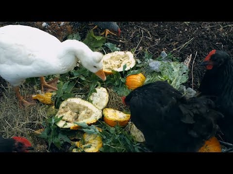 Cut Chicken Feed Costs 100% - 20 Creative Ways