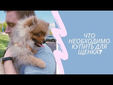 ЧТО НУЖНО КУПИТЬ ДЛЯ ЩЕНКА ШПИЦА // СКОЛЬКО У НАС ВЫШЛО
