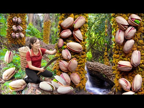 Unbelievable: Harvest laughing chestnuts clinging to dry tree trunks to sell - farm life in the wild