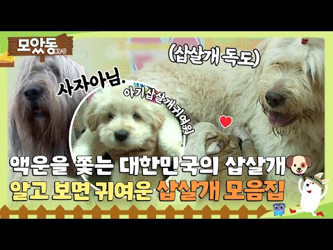 [#모았동물농장] 액운을 쫓는다는 삽살개🐶 하지만 매우 귀엽다구요?! 우리나라🇰🇷 개 삽살개🐶 모음집 #TV동물농장 #AnimalFarm #SBSstory