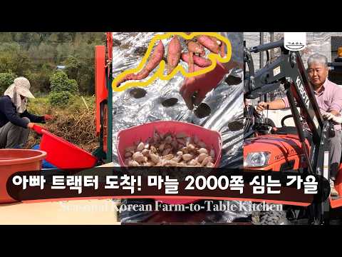 가을 농막 일상ㅣ트랙터로 밭 갈고 마늘 2000쪽 심기ㅣ깻잎에서 들기름을 위한 일상