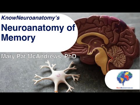 The Neuroanatomy of Memory