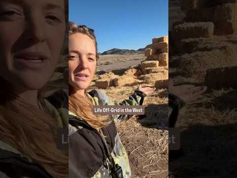 Cows Ate My House 😅 #offgrid #diy