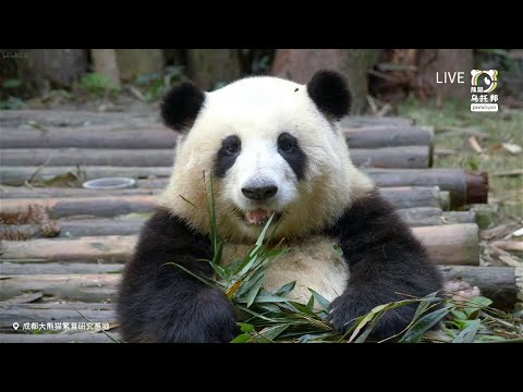 12.03 直播录屏：弟弟把花花吃的竹子打包上宝座，花花一脸懵好可爱(15:00) HeHua was eating leaves, HeYe took her leaves to the shelf