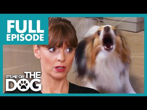 Fearful Papillions in Panic Mode! | Full Episode | It's Me or The Dog