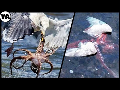 Животные Столкнулись не с Тем Противником