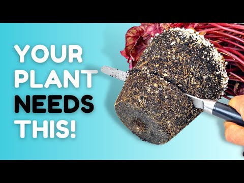 This Simple Trick Will Transform Your Begonia