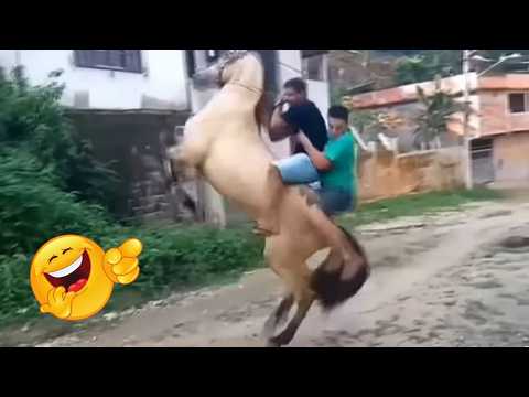 Animais de fazenda espertos e engraçados. Parte 11😂