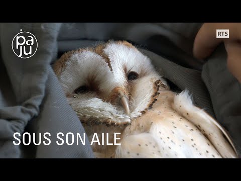 Un professeur et ses étudiants passionnés par la chouette effraie