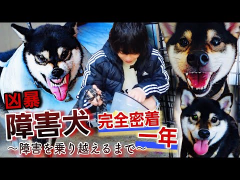 [Final Episode] A one-year documentary about a violent disabled dog after it was rescued - a reco...