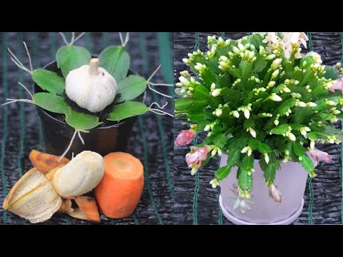 Christmas cactus propagated ideas from bananas, carrots, and garlic