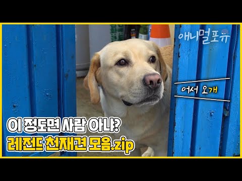 천재견 호야만큼 똑똑한 견공들 모음.zip! 한글, 알파벳, 심부름까지 척척 🐶❣️ | KBS 생생정보통 2010-2022 방송