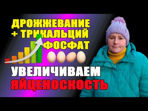 Yeast and tricalcium phosphate - increasing egg production in chickens.