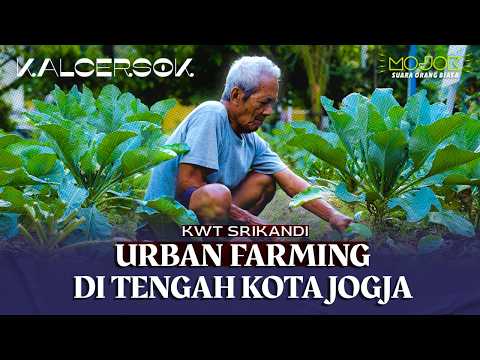 KWT SRIKANDI: UBAH LAHAN KOSONG JADI PENUH SAYUR DAN BUAH | KALCERSOK