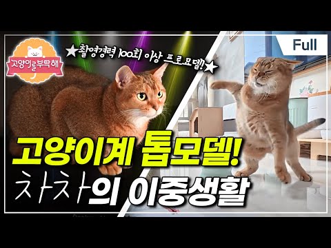 [Full] 고양이를 부탁해 - 고양이계 톱모델! 차차의 이중생활