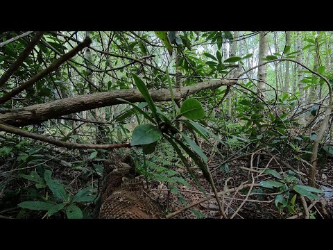 Airsoft Ghillie Sniper Gameplay ASMR