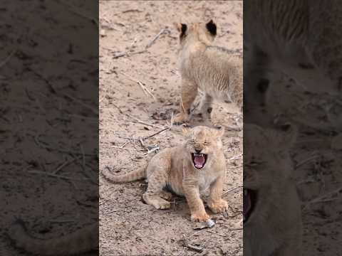 The Cutest Calls as Tiny Lion Cubs Look for Their Mother