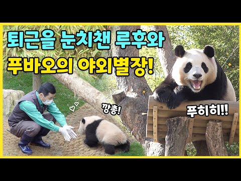 푸바오에게 야외 별장이 생겼어요!🏡 퇴근 눈치(?)가 생긴 루이후이!🩷 할부지와 함께 깡총깡총 뛰는 후이바오💜