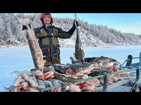 ТОННА РЫБЫ! КУДА СТОЛЬКО ЛОВИТЬ?!?!?! Первый лед 2024-25. Зимняя рыбалка.