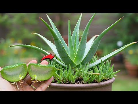 Grow Aloe Vera Plant From Aloe Vera | How To Grow Aloe Vera Plant From A Single Leaf