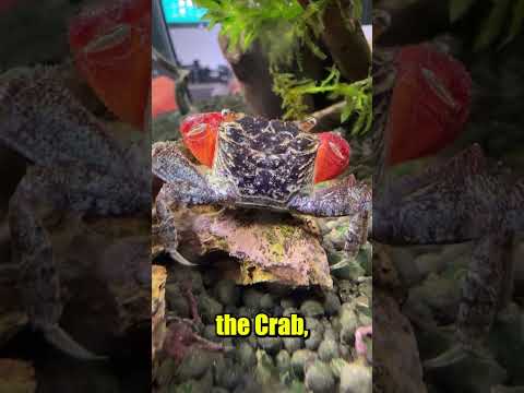 My Crab needs Help...