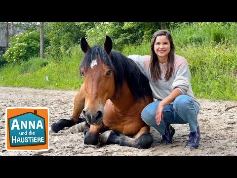 Mustang | Information für Kinder | Anna und die Haustiere