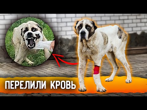 Чем закончилась история с нападением алабая? 5 часть, мы все таки перелили кровь!