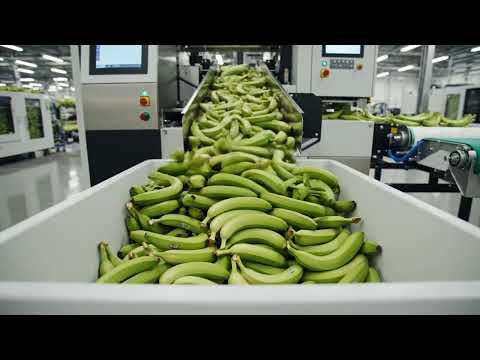 Watching Banana Chips Get Made Is Actually Wild (Full Production Process)