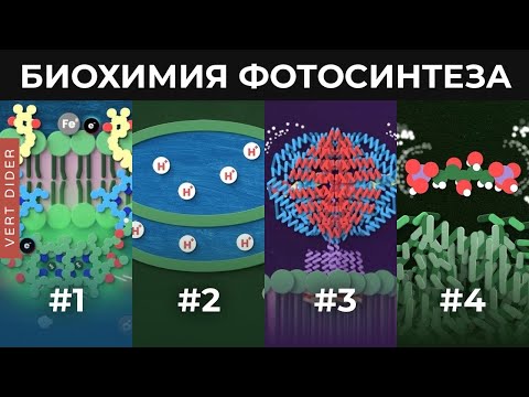 Биохимия фотосинтеза [Clockwork]