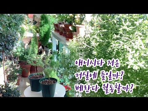 애니시다 월동 관리법 5가지/가을부터 봄까지 보라빛 티보치나 키우기