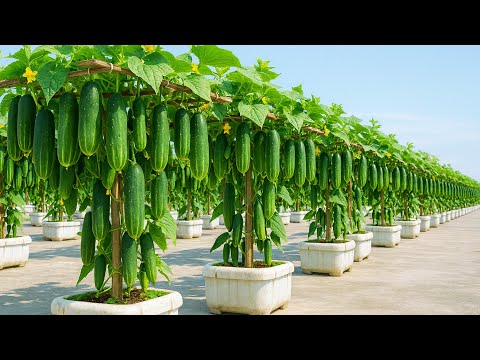 This Plastic Bottle Method Grows Heavy, Fresh Cucumbers
