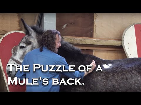 Why is a MULE'S BACK shaped like that?