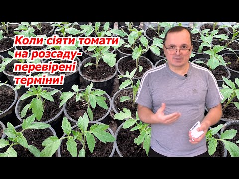 How to correctly calculate the sowing time of tall tomatoes.