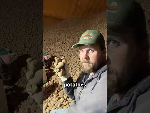 We now have boxes of baby russet potatoes for sale at our farm.