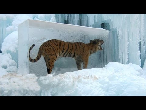 These 10 Animals Can Survive Freezing Temperatures