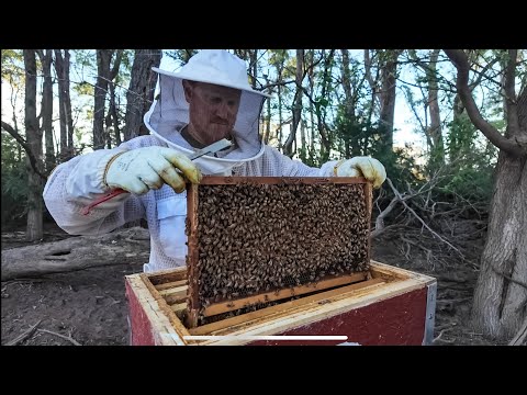2025 Bee Season Has Begun!! | Swarm Traps Are Going Up