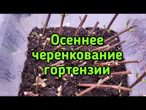 Осеннее черенкование метельчатой гортензии