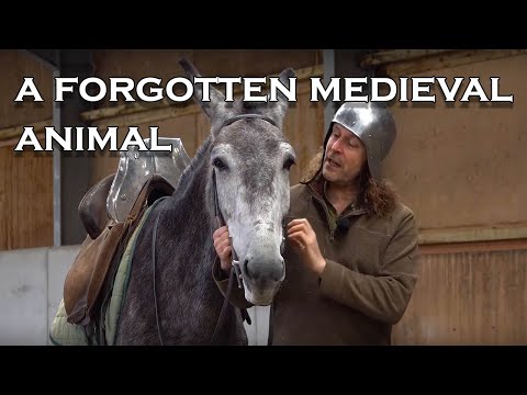 What popular medieval animal is rare in England today?