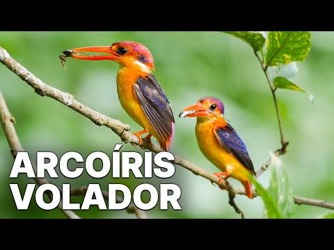 Arcoíris Volador | Documental sobre la naturaleza