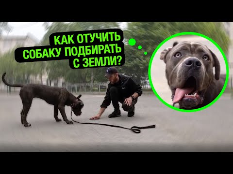 How to stop a dog from picking up things from the ground?!/ CANE CORSO