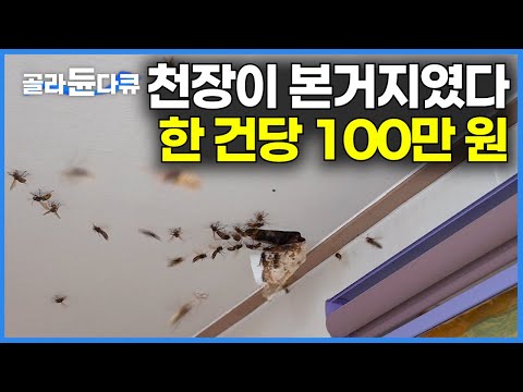[ENG SUB] 100,000 Won Per Nest! Korea’s Deadly Giant Hornet Removal Experts #PICKDOCU