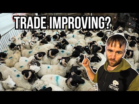 200 LAMBS GO TO MARKET!