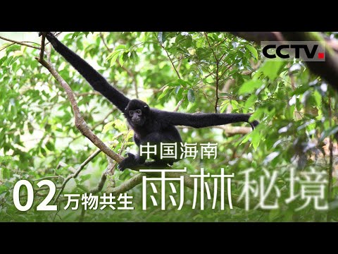 《中国海南 雨林秘境》你听过海南长臂猿的啼声吗？它们至少生活了一万年以上！带你徜徉奇妙的海南热带雨林！EP02 【CCTV纪录】